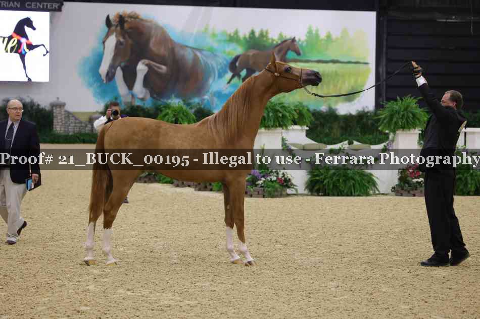 Proof 21_BUCK_00195