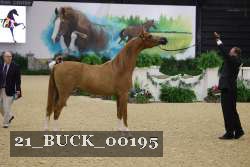 21_BUCK_00195 proof