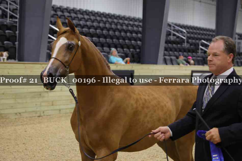 Proof 21_BUCK_00196