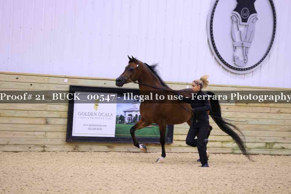Proof 21_BUCK_00547
