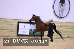 21_BUCK_00547 proof