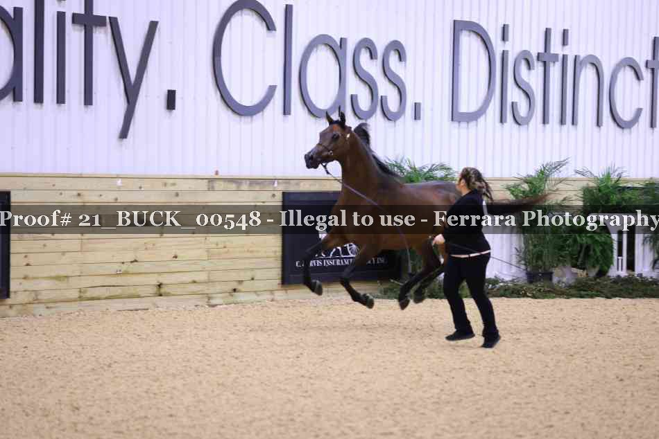 Proof 21_BUCK_00548