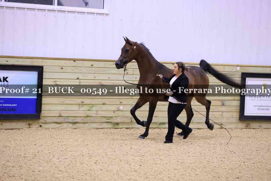 Proof 21_BUCK_00549