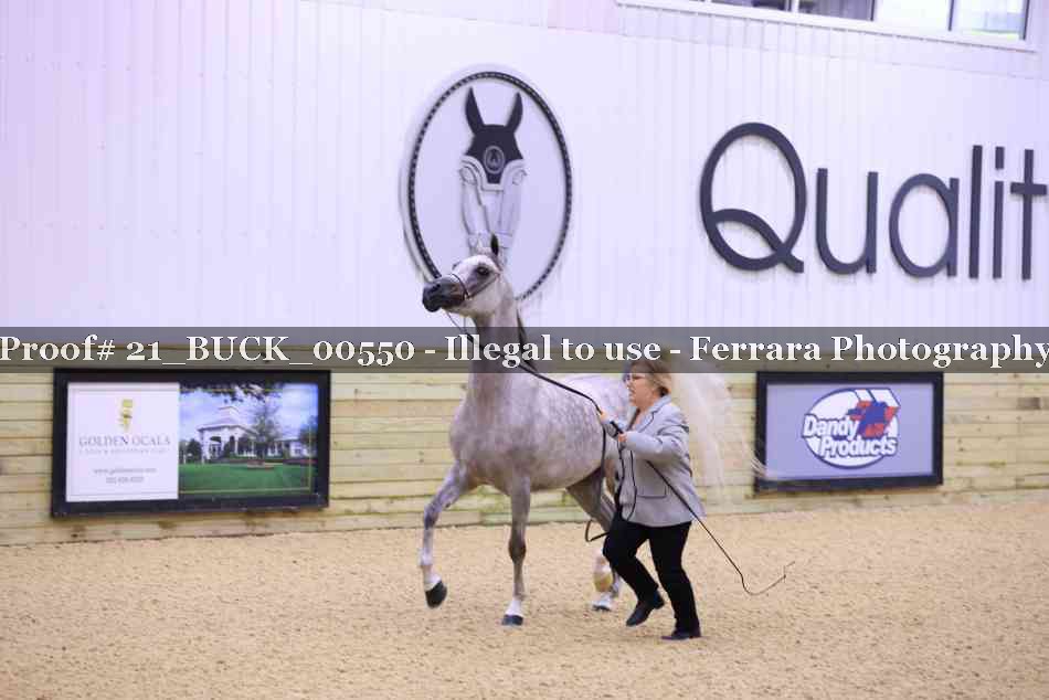 Proof 21_BUCK_00550