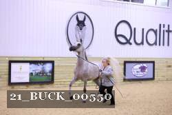 21_BUCK_00550 proof