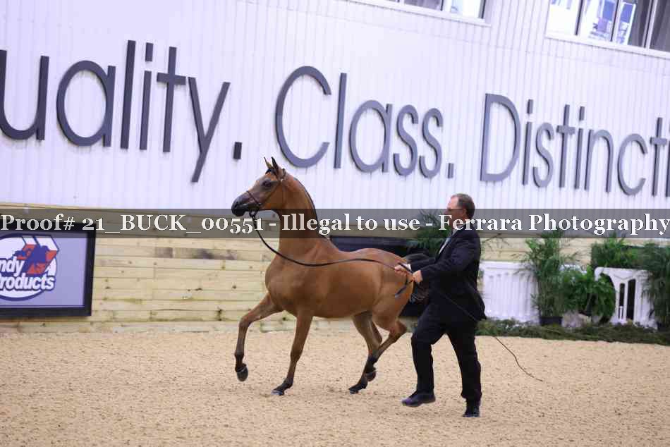 Proof 21_BUCK_00551