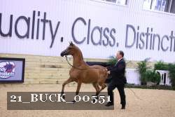 21_BUCK_00551 proof