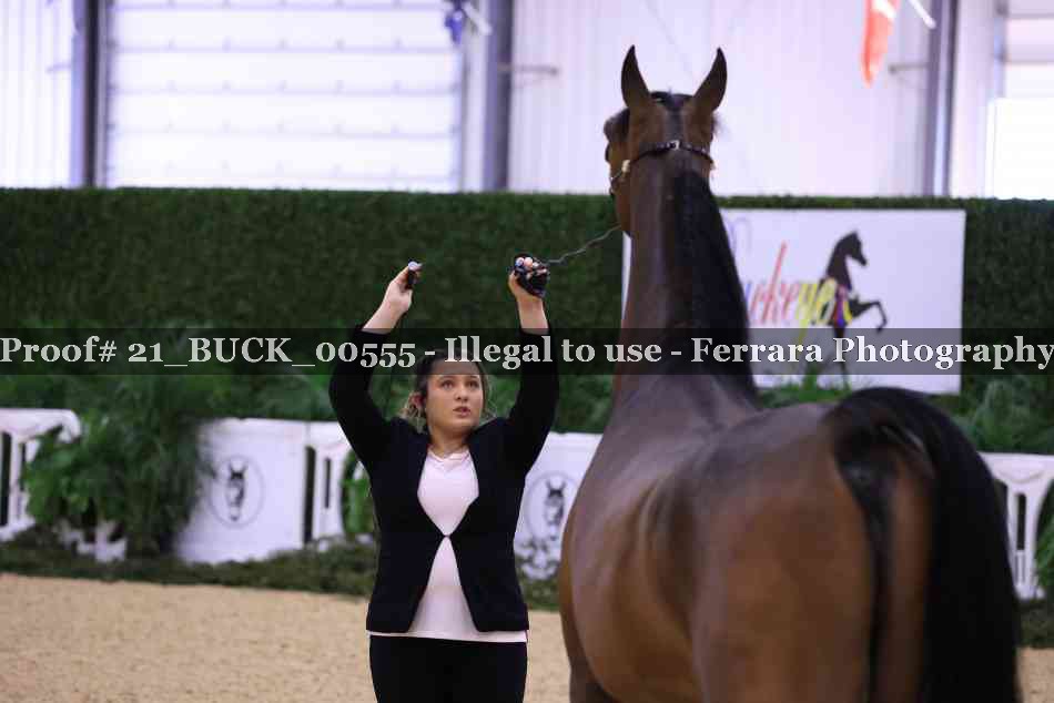 Proof 21_BUCK_00555