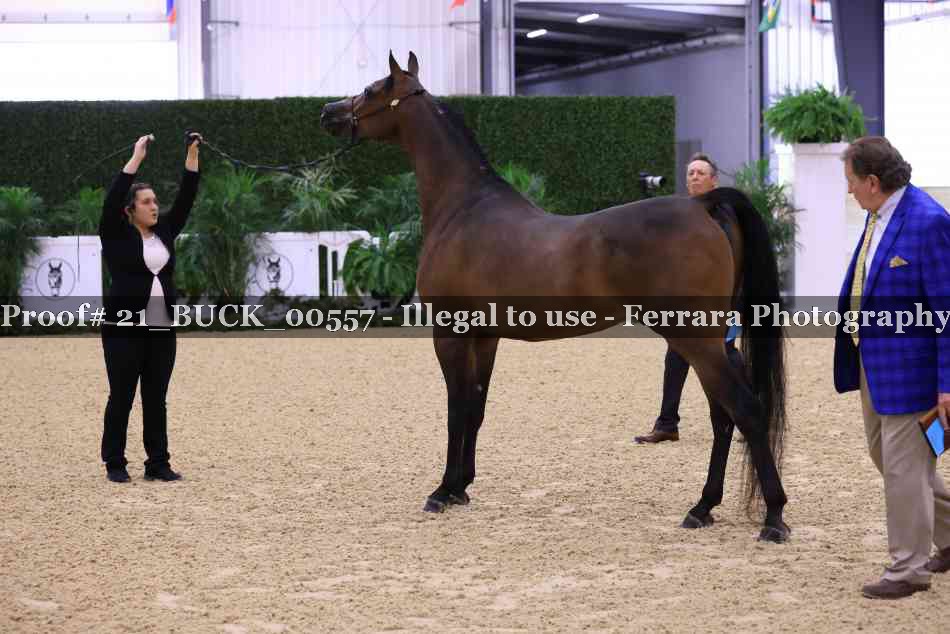 Proof 21_BUCK_00557