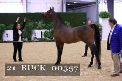 21_BUCK_00557 proof