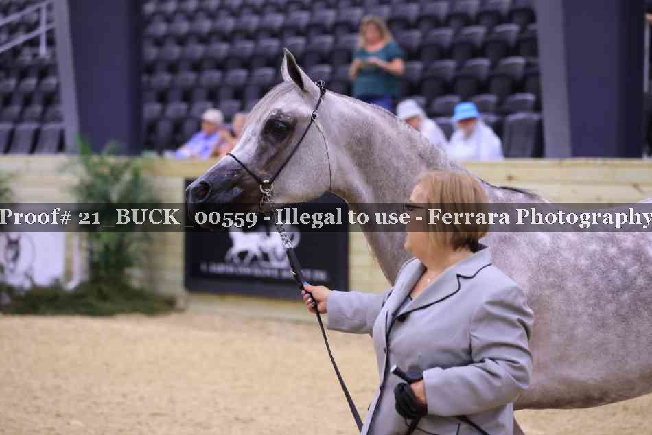 Proof 21_BUCK_00559