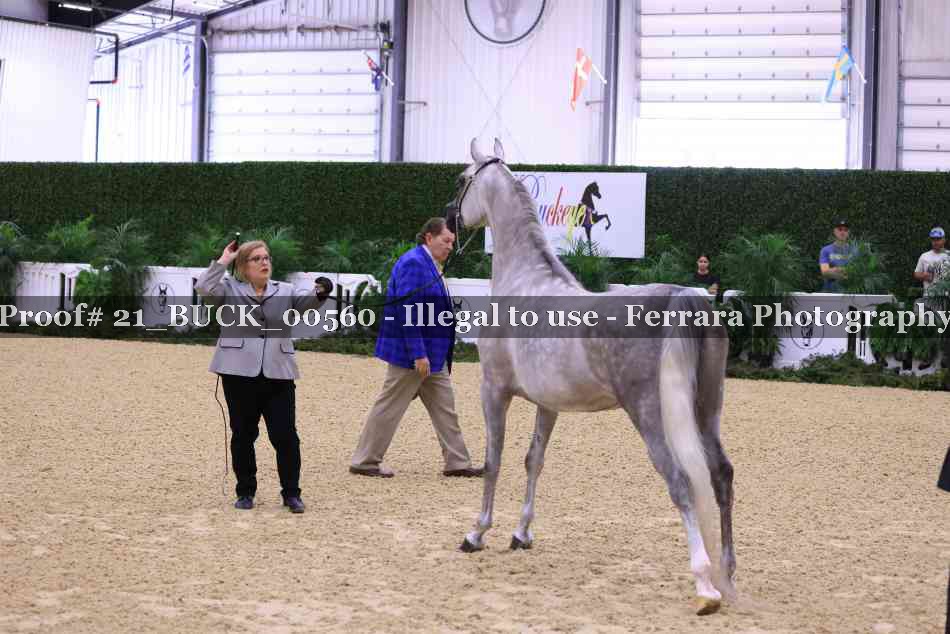 Proof 21_BUCK_00560