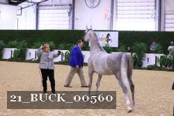21_BUCK_00560 proof