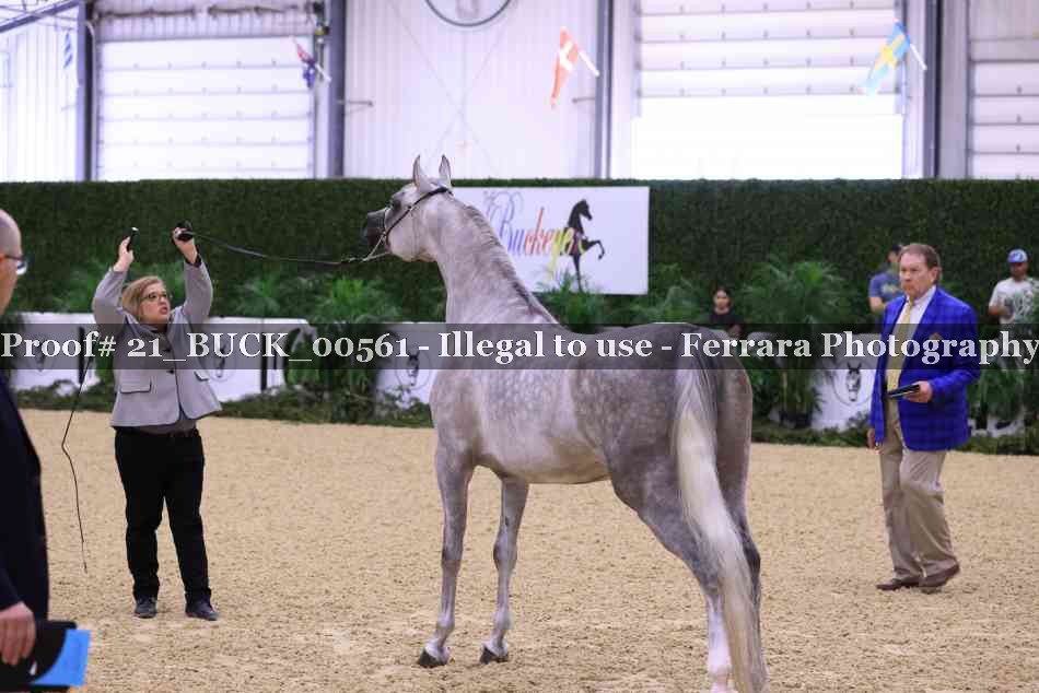 Proof 21_BUCK_00561