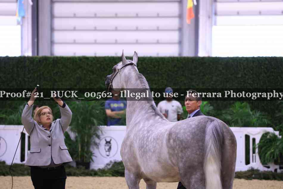 Proof 21_BUCK_00562