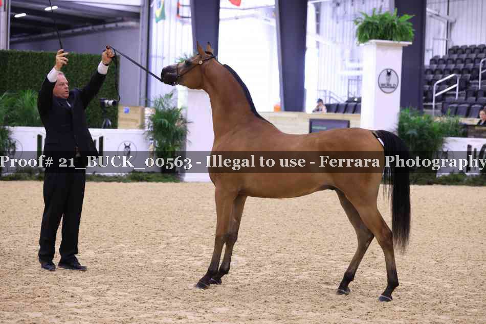 Proof 21_BUCK_00563