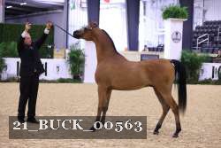 21_BUCK_00563 proof
