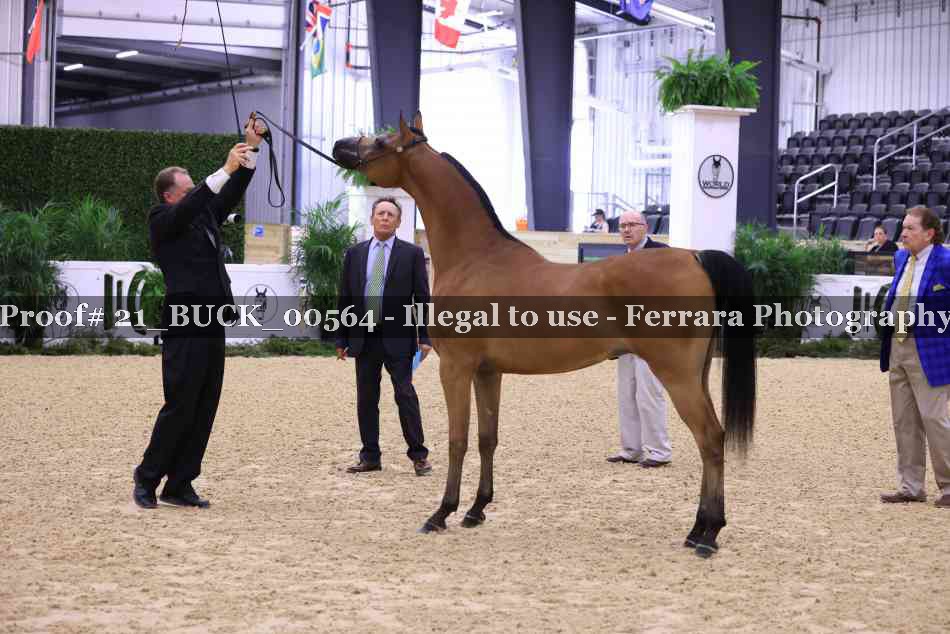 Proof 21_BUCK_00564