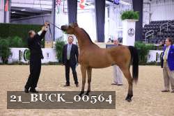 21_BUCK_00564 proof
