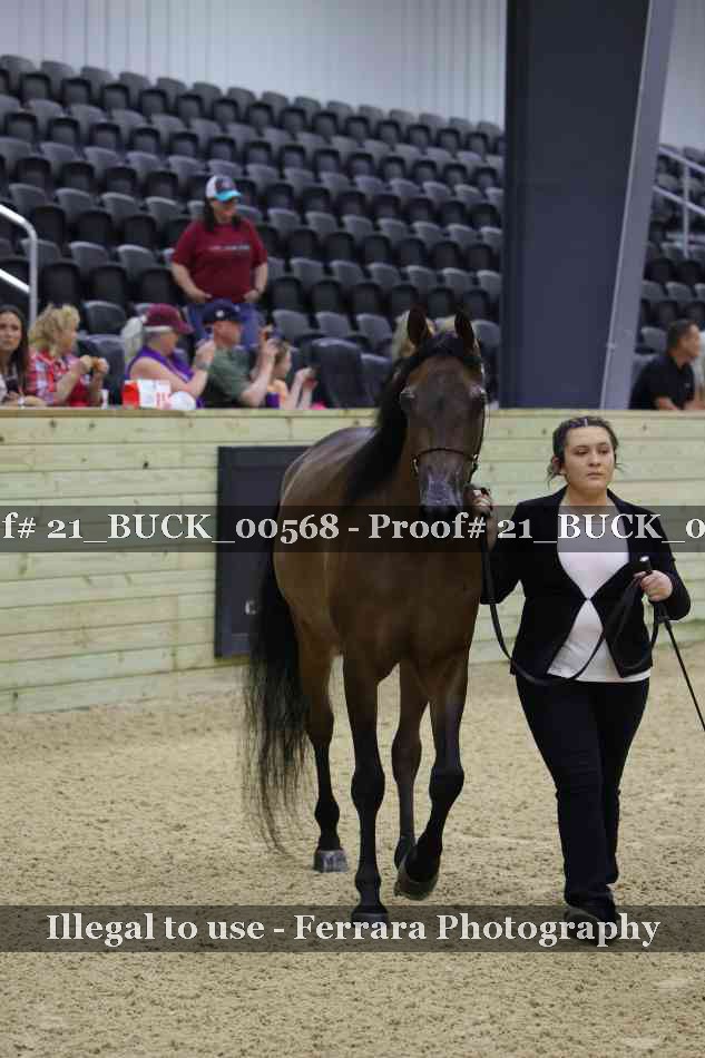 Proof 21_BUCK_00568