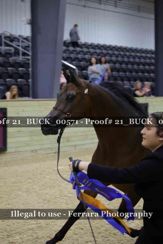 Proof 21_BUCK_00571