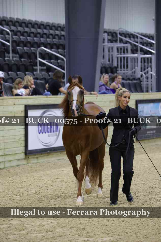 Proof 21_BUCK_00575