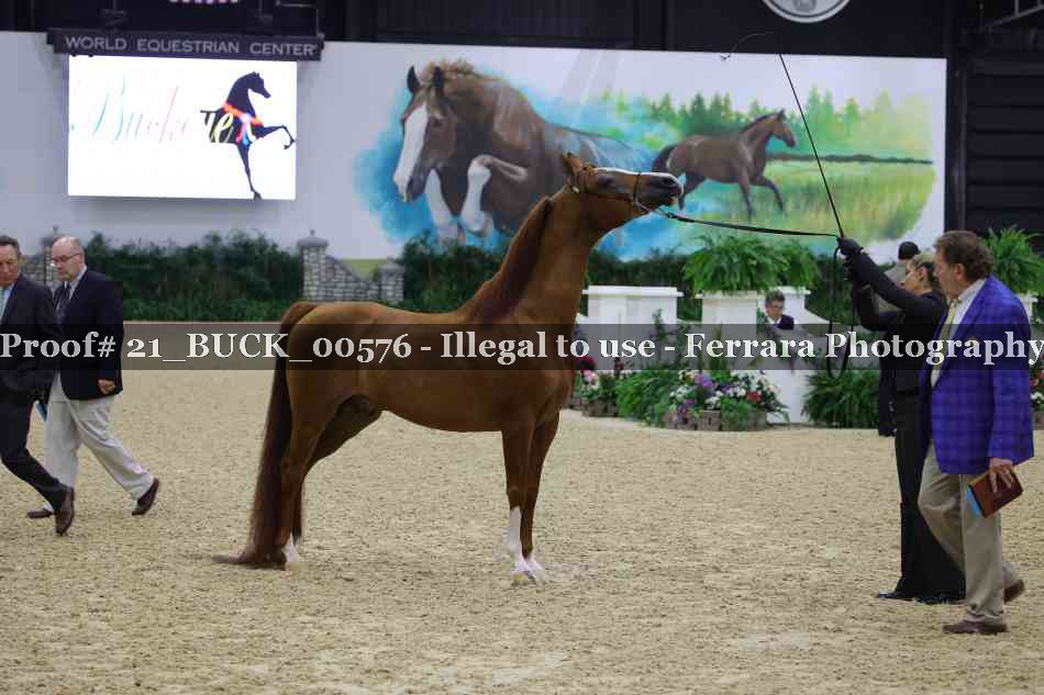 Proof 21_BUCK_00576