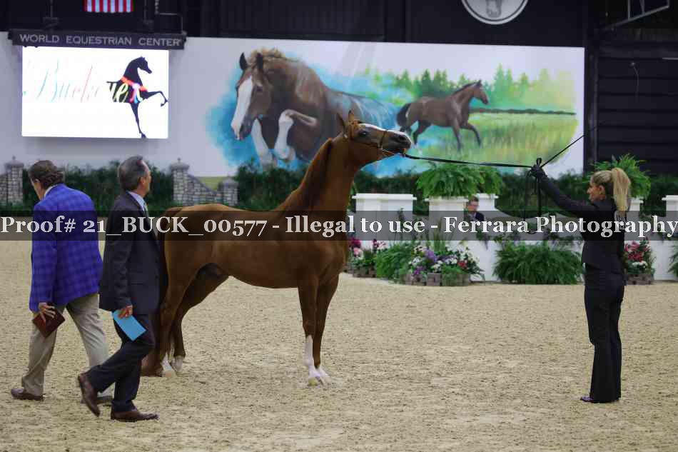 Proof 21_BUCK_00577