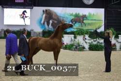 21_BUCK_00577 proof