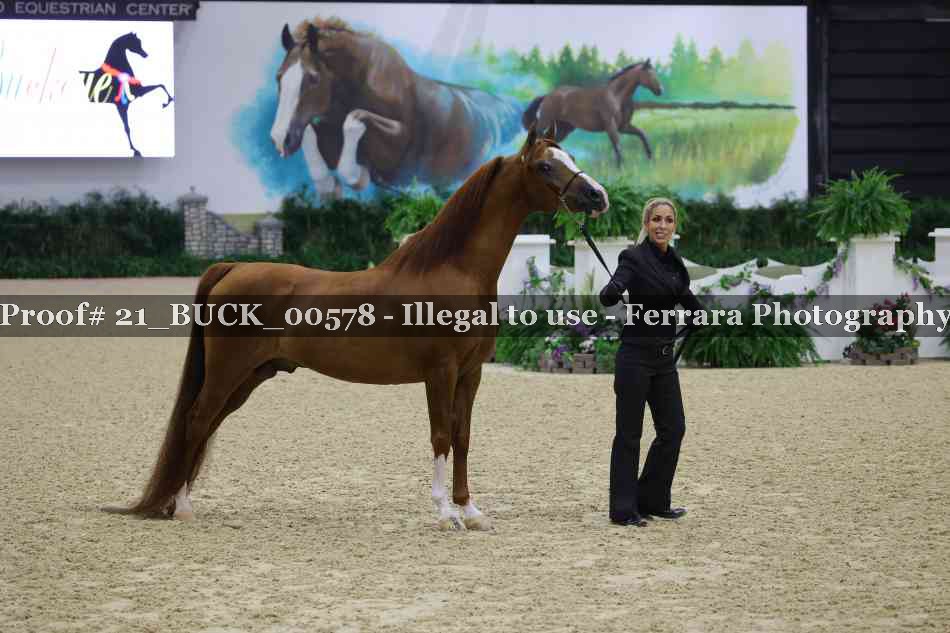 Proof 21_BUCK_00578