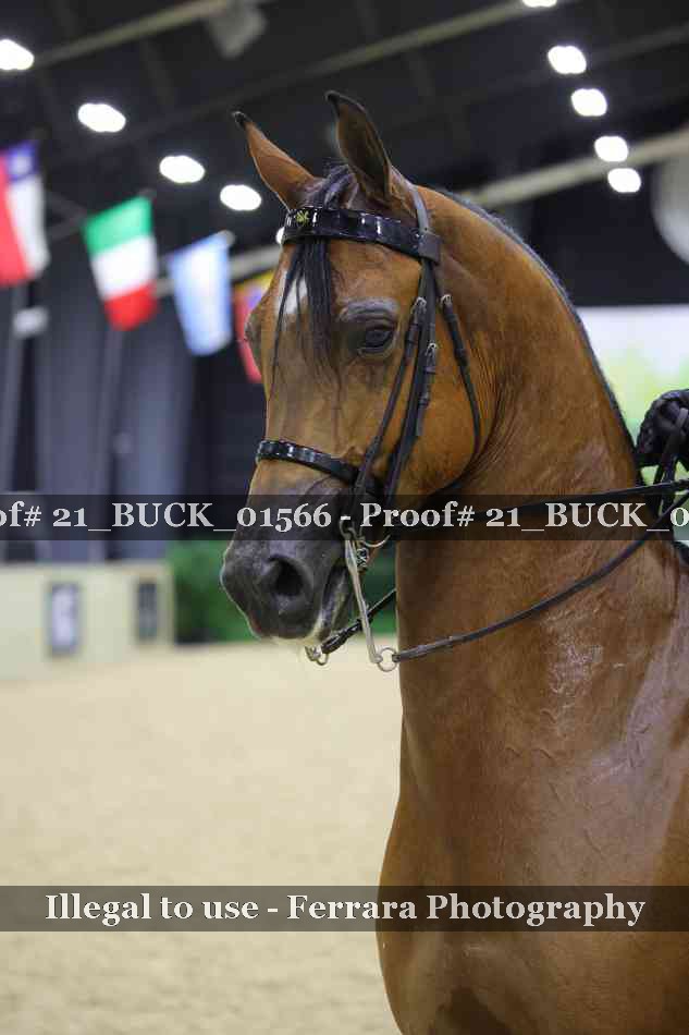 Proof 21_BUCK_01566