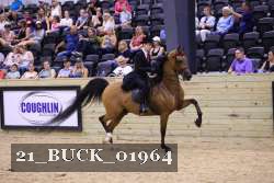21_BUCK_01964 proof