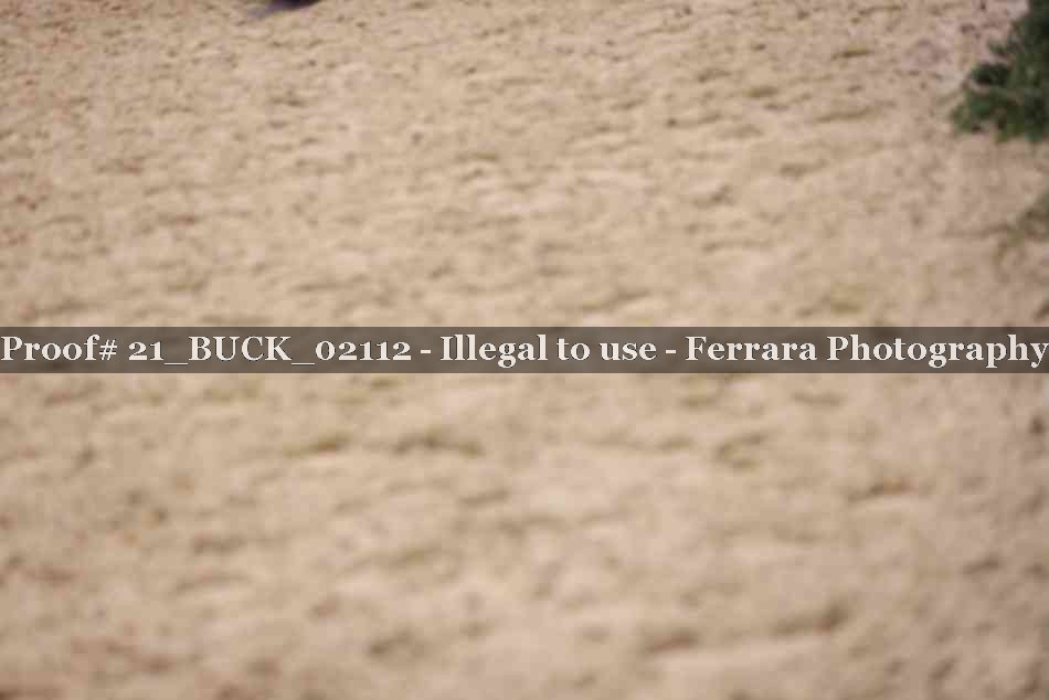 Proof 21_BUCK_02112
