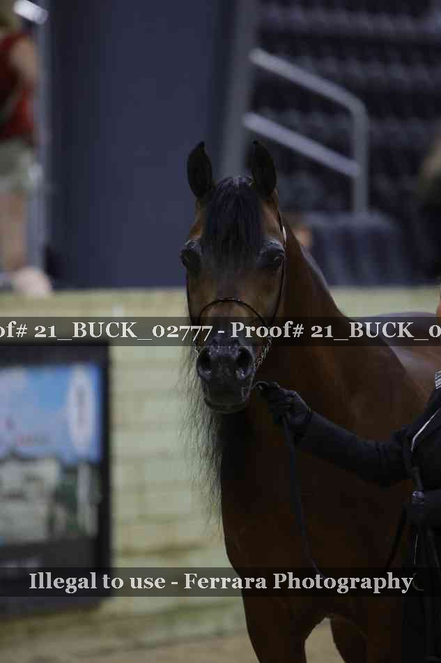 Proof 21_BUCK_02777