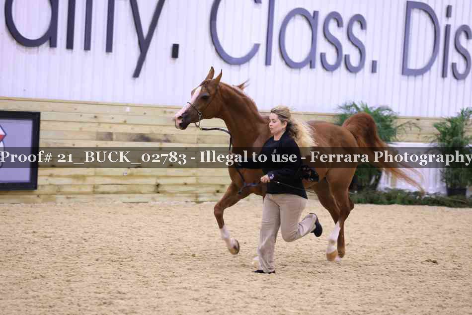 Proof 21_BUCK_02783