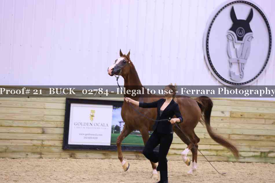 Proof 21_BUCK_02784