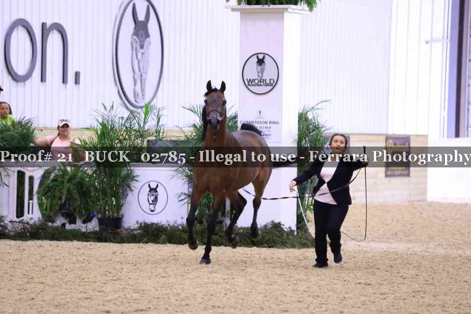 Proof 21_BUCK_02785
