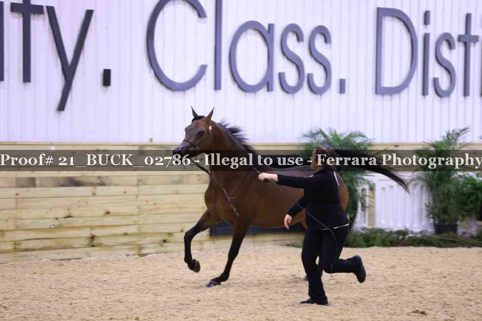 Proof 21_BUCK_02786