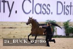 21_BUCK_02786 proof