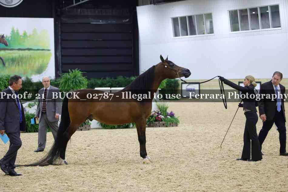 Proof 21_BUCK_02787