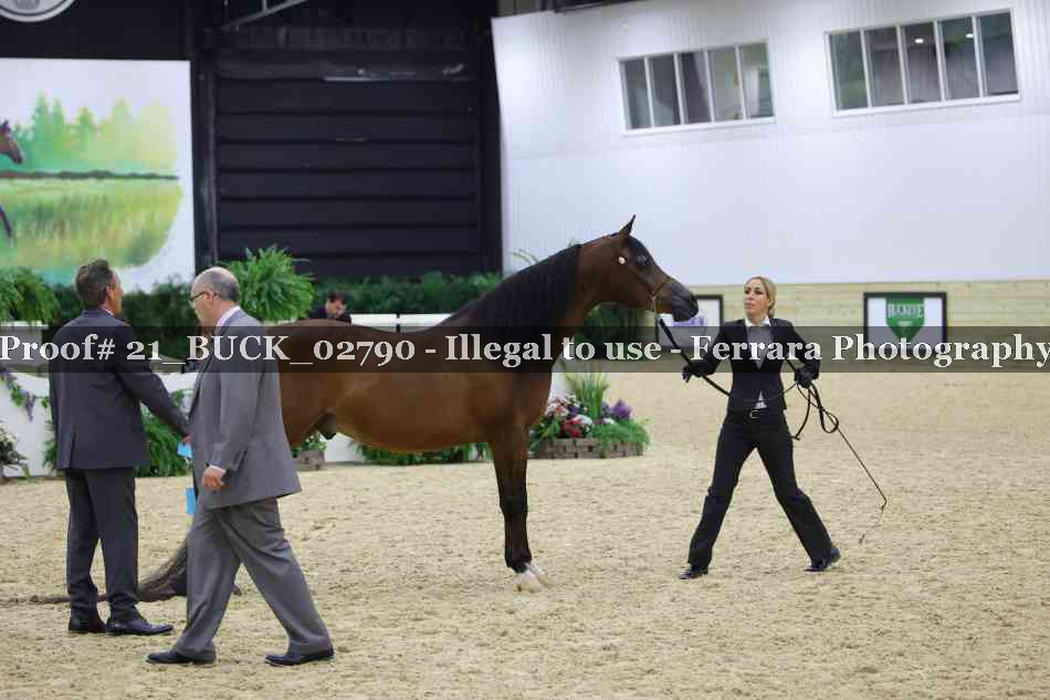 Proof 21_BUCK_02790