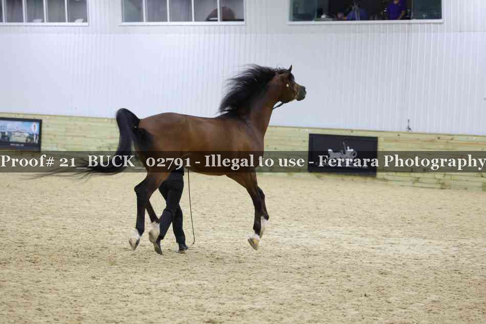 Proof 21_BUCK_02791