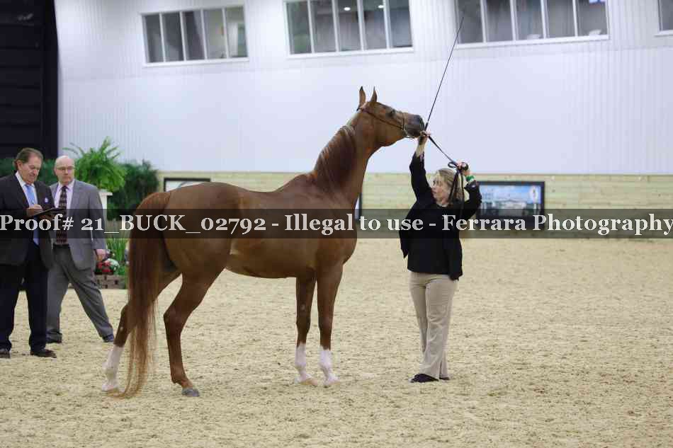 Proof 21_BUCK_02792
