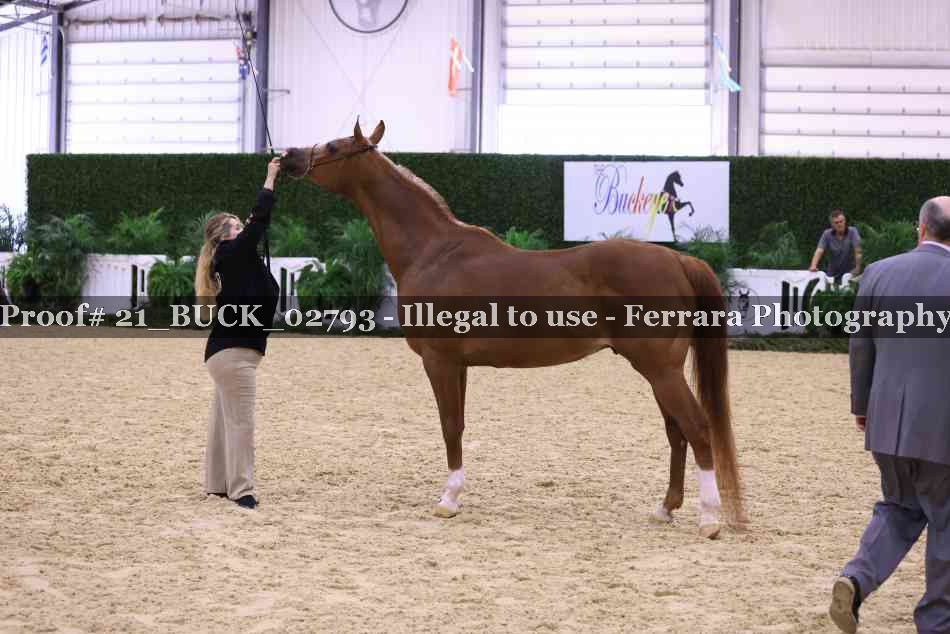 Proof 21_BUCK_02793