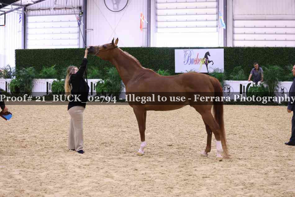 Proof 21_BUCK_02794