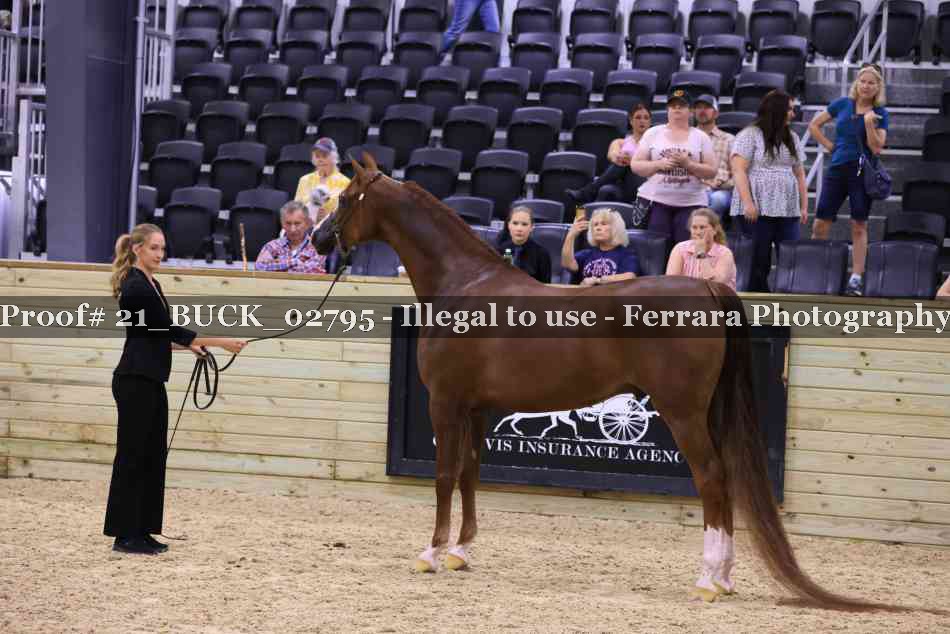 Proof 21_BUCK_02795