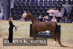 21_BUCK_02795 proof