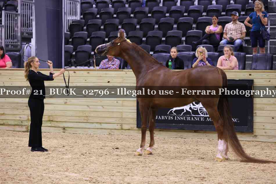 Proof 21_BUCK_02796