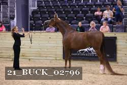21_BUCK_02796 proof