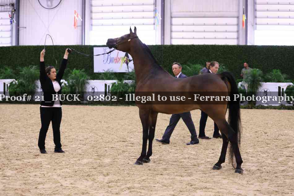 Proof 21_BUCK_02802